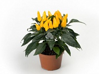 Перец летний (Mambo)