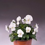 Виола рогатая (Viola cornuta)