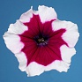 Петуния многоцветковая (Petunia multiflora)