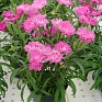 Гвоздика гибридная махровая (Dianthus interspecific)