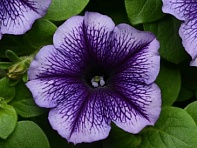 Петуния многоцветковая (Mirage F1)