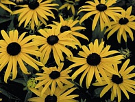 Рудбекия блестящая (Goldsturm)