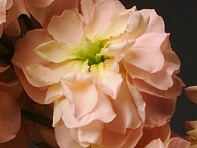 Левкой седой (Katz) Левкой седой (Katz)