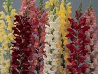 Львиный зев (Антирринум) большой (Rocket F1)