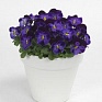 Виола рогатая (Viola cornuta)
