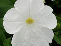 Петуния многоцветковая (генетически компактная) (Lo Rider F1)