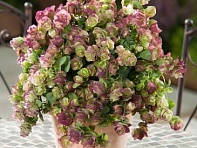 Душица круглолистная (Kirigami)