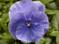 Виола Виттрока