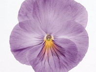 Виола виттрока