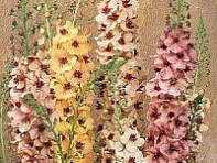 Коровяк гибридный (Southern Charm)