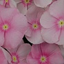 Катарантус розовый (Vinca rosea)