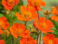 Гравилат шарлаховый (Orange Queen)