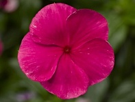 Катарантус розовый (Cora XDR F1)