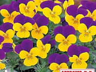 Виола рогатая (Floral Power F1)