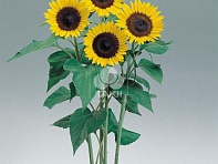 Подсолнечник летний (Sunrich F1) Подсолнечник летний (Sunrich F1)