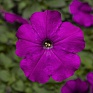 Петуния многоцветковая (генетически компактная) (Petunia multiflora)