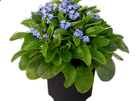 Незабудка лесная