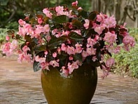 Бегония гибридная (бронзовая листва) (Megawatt F1)