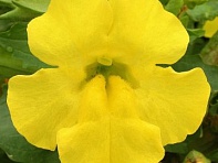 Губастик гибридный (Maximus F1)