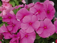 Катарантус розовый (Solar F1)