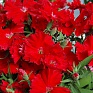 Гвоздика китайская (Dianthus chinensis)