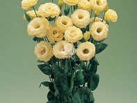 Лизиантус (Эустома) крупноцветковый (Arena F1)