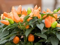 Перец летний (Samba)