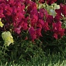 Львиный зев (Антирринум) большой (Antirrhinum majus)