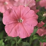 Петуния многоцветковая (Petunia multiflora)