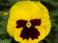 Виола Виттрока