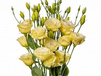 Лизиантус (Эустома) крупноцветковый (Ophira F1)