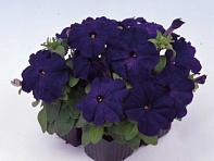 Петуния многоцветковая (генетически компактная) (Mambo GP F1)