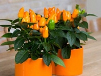 Перец летний (Samba XL)