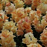 Львиный зев (Антирринум) махровый (Antirrhinum majus)