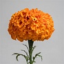 Бархатцы прямостоячие (Tagetes erecta)