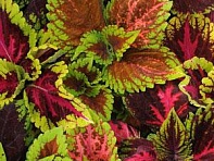 Колеус гибридный (Kong)