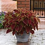 Колеус гибридный (Coleus х hybrida)