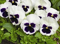 Виола Виттрока