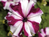 Петуния крупноцветковая (Tritunia F1)