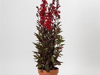 Лобелия прекрасная (Starship F1)