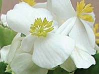 Бегония вечноцветущая (зеленая листва) (Variace F1)