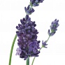 Лаванда узколистная (Lavandula angustifolia)