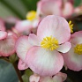 Бегония вечноцветущая (бронзовая листва) (Begonia semperflorens)