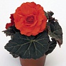 Бегония клубневая махровая (Begonia tuberhybrida)