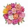 Левизия (Lewisia cotyledon)