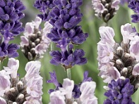 Лаванда узколистная (Scent)