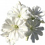 Левизия (Lewisia cotyledon)