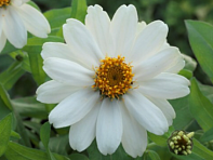 Цинния изящная (Belize)