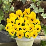 Виола рогатая (Viola cornuta)