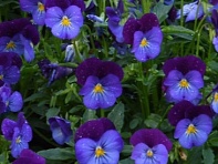 Виола рогатая (Quicktime F1)